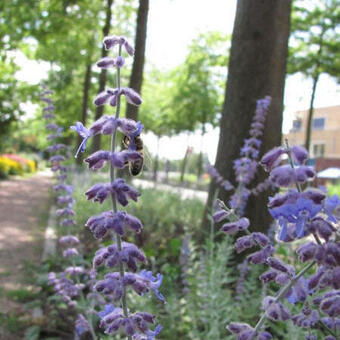 Perovskia atriplicifolia 'Blue Spire'