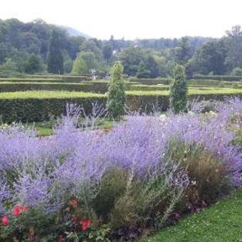 Perovskia atriplicifolia 'Blue Spire'