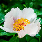 Paeonia suffruticosa  (wit) - 