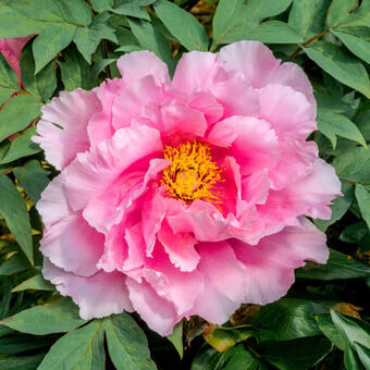 Paeonia suffruticosa  (roze)