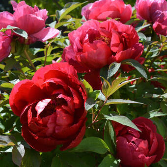 Paeonia suffruticosa  (rood)