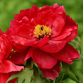 Paeonia suffruticosa  (rood)