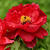 Paeonia suffruticosa  (rood)