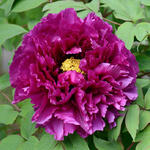 Paeonia suffruticosa  (paars) - Paeonia suffruticosa  (paars)