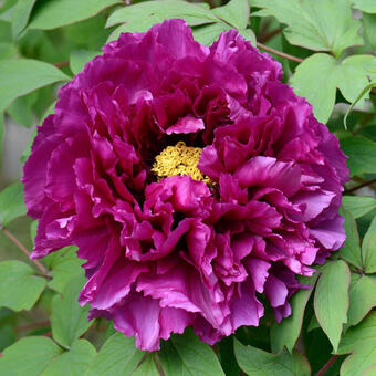 Paeonia suffruticosa  (paars)