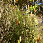 Elegia capensis - 