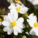 Cistus monspeliensis - Ciste de Montpellier