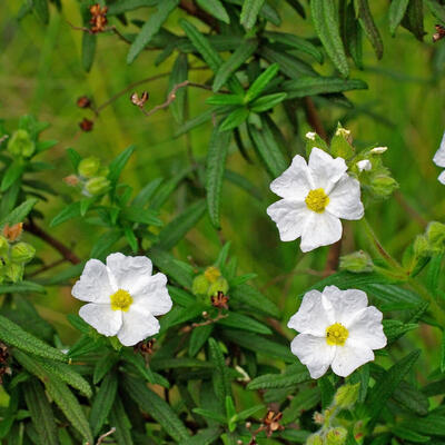 Cistus monspeliensis - 