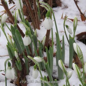 Galanthus elwesii