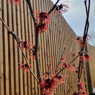 Hamamelis x intermedia 'Ruby Glow'