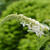 Buddleja davidii 'White Profusion'