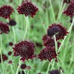 Scabiosa atropurpurea 'Chile Black' - Scabiosa atropurpurea 'Chile Black'