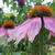 Echinacea purpurea