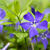 Vinca minor