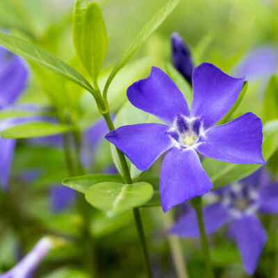 Vinca minor - Petite pervenche - Vinca minor