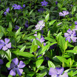 Vinca minor - Kleines Immergrün