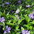 Vinca minor