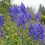 Aconitum carmichaelii 'Arendsii' - 