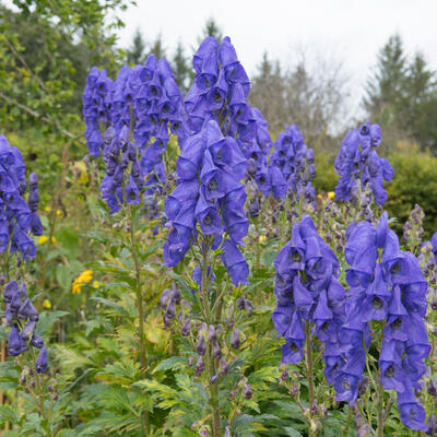 Aconitum carmichaelii 'Arendsii' - 