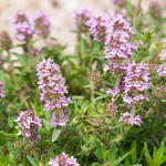 Thymus vulgaris - Echter Thymian