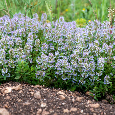 Echter Thymian - Thymus vulgaris