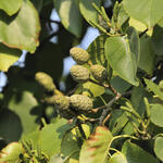 Alnus cordata - AULNE À FEUILLES EN COEUR