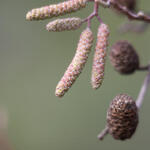 Alnus cordata - AULNE À FEUILLES EN COEUR