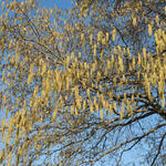 Alnus cordata - Herzblättrige Erle