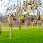 Alnus incana - Aulne blanc