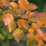 Betula pubescens - 