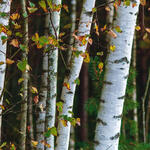 Betula pubescens - Moor-Birke