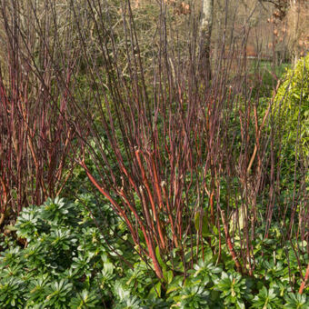 Cornus alba 'Kesselringii'