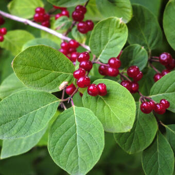 Lonicera xylosteum