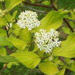 Tatarischer Hartriegel - Cornus alba