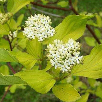 Cornus alba