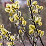 Salix viminalis - Korb-Weide - Salix viminalis