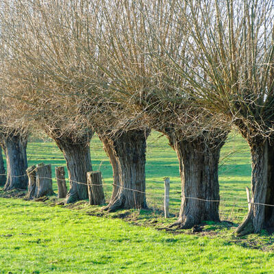 Korb-Weide - Salix viminalis