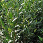 Prunus Laurocerasus 'Herbergii - 