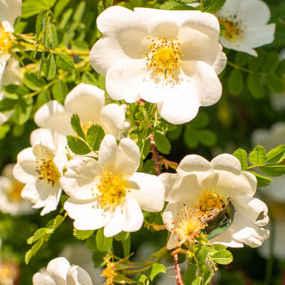 Rosa arvensis - 