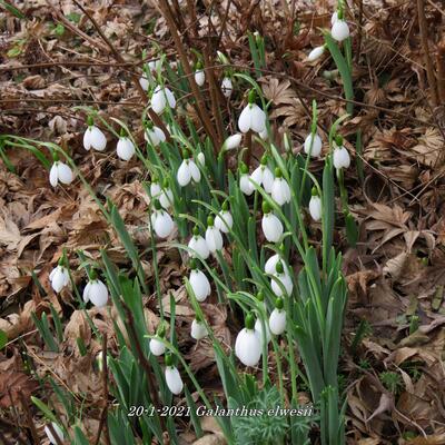 Galanthus elwesii - 