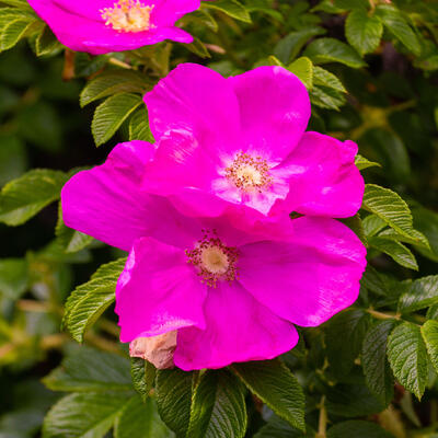 Rosa nitida - Glanz-Rose - Rosa nitida