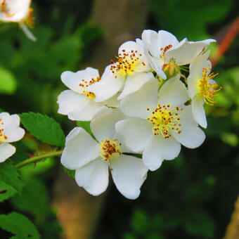 Rosa multiflora