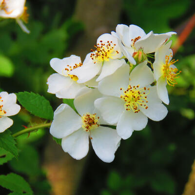 Rosa multiflora - 