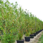 Salix alba var. vitellina - 