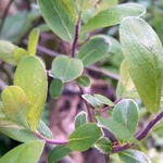 Salix aurita - Ohr-Weide