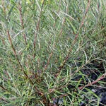 Salix purpurea - Purpur-Weide