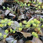 Salix repens - Kriech-Weide - Salix repens