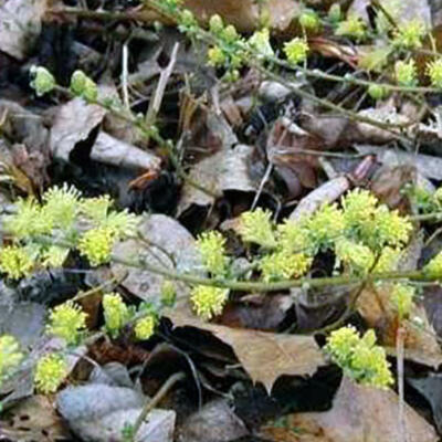 Salix repens