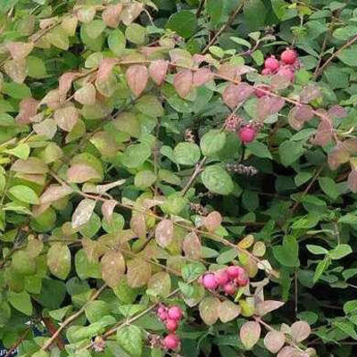 Symphoricarpos  chenaultii - 