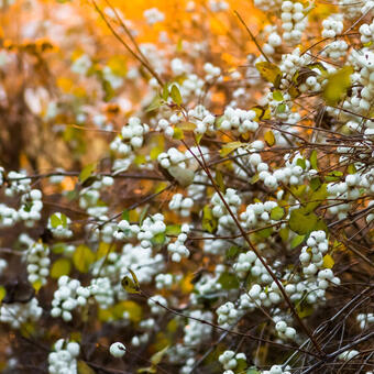 Symphoricarpos albus var. laevigatus